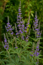 Tall purple lavender plants with spiky flower stalks in a green garden setting